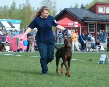 Dexter im Showring in Helsinki