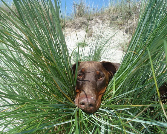 Emmy Ostsee